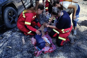 Veterinários querem levantamento nacional de animais abandonados