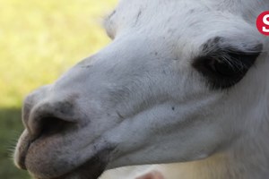 Estes animais exóticos são de estimação