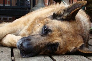 Morreu Buddy, o primeiro cão infetado com Covid-19