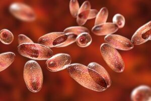 Ilustração da bactéria yersinia pestis que causa a peste bubónica e pneumónica