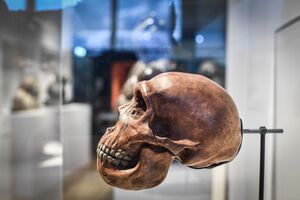 Neanderthal