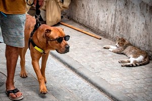 Veterinários consideram 'erro histórico' transferência de competências dos animais de companhia