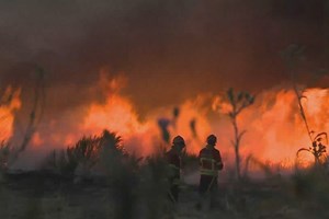 Incêndios: Zero defende biotrituradores para evitar queimadas