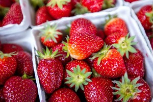 Qual a fruta favorita dos traficantes? Depois da banana, o morango