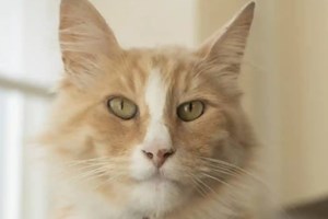 Em plena pandemia o prémio de 'neozelandês do ano' pode ir para um gato