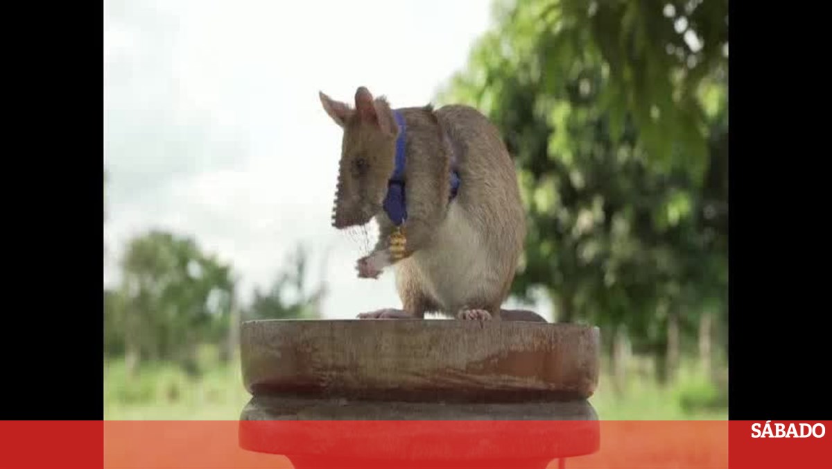 Pets4Company  Rato gigante africano condecorado por detetar minas  terrestres no Camboja.