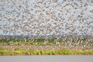 França abate mais de 600 mil aves num mês devido à gripe aviária