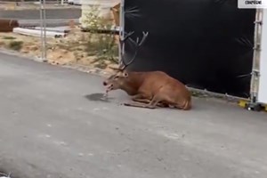 Imagens chocantes de veado exausto durante fuga a caçadores e cães