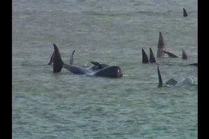 Untitled Project ‐ Made with Clipchamp (1).mp4