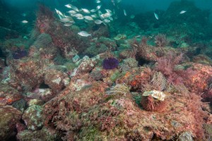 Mineração do mar dos Açores proibida até 01 de janeiro de 2050