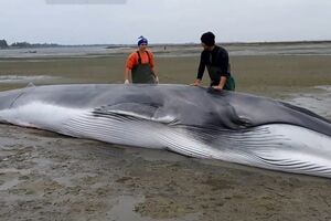 Animal ficou encalhado na Ria de Aveiro