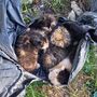 GNR resgata gatos bebés abandonados dentro de saco de plástico