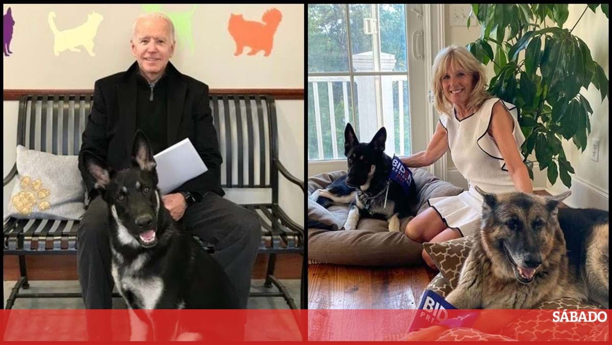 Todos os cachorros do presidente': conheça Champ, Major e outros cães (e  gatos) da Casa Branca - BBC News Brasil