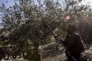 Surto com 20 trabalhadores imigrantes infetados em Ferreira do Alentejo