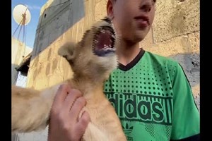 Duas crias de leão foram adotadas em Gaza