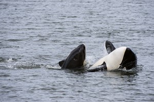 Orcas podem estar na origem de incidentes com embarcações em Portugal e Espanha