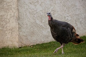 Surto de gripe aviária no Reino Unido origina o abate de 10 mil perus