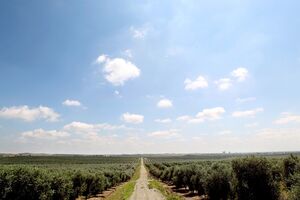 olival terreno agricultura