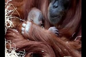 Orangotango bebé no zoo de Praga ‐ Made with Clipchamp.mp4