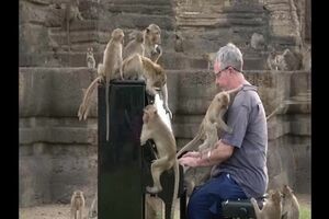 Pianista toca para centenas de macacos ‐ Made with Clipchamp.mp4