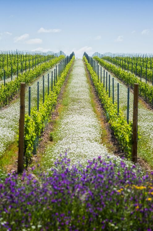 Programa de Sustentabilidade dos Vinhos do Alentejo premiado em Londres