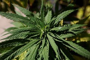 ONU retira canábis e haxixe da lista de drogas mais perigosas