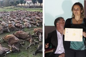 Cristina Albuquerque, a mulher que terá autorizado a caçada na Torre Bela