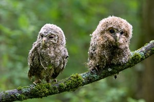 As alterações climáticas vão tornar os animais mais escuros ou mais claros?