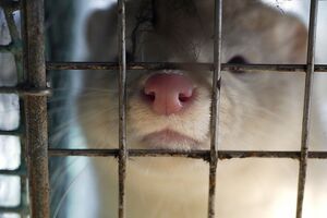 vison dinamarca covid