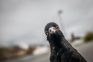 Pombos continuam a ser praga em Lisboa