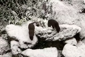 Os animais do Jardim Zoológico de Londres também brincam na neve