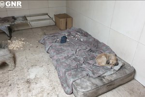 GNR encerrou padaria onde encontrou 22 cães sem condições de higiene