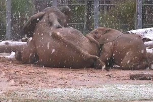 Elefantes brincam na neve
