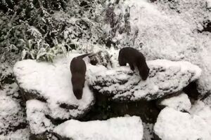 Animais do zoo de Londres na neve - sábado