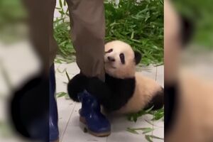 Panda bebé - SÁBADO nova versão
