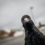 A guerra dos pombos em Lisboa