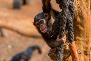 Misteriosa e mortal doença dos chimpanzés ligada a problemas em humanos