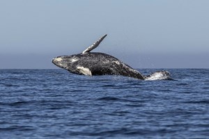 Descoberta uma nova espécie de baleia americana