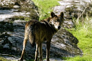Caça ao lobo ibérico proibida também em toda a Espanha