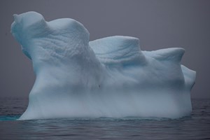 Expedição descobre acidentalmente 'criaturas estranhas' sob o gelo da Antártica