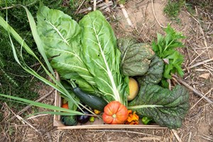 Cerca de 40% dos alimentos cultivados não são consumidos