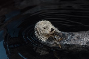 Tubarões, lontras e pinguins do Oceanário em direto online