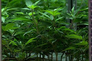 Canábis medicinal chega às farmácias em abril. Tudo o que precisa de saber