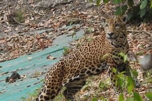 Imagens mostram jaguares nas florestas da Guatemala - SABADO