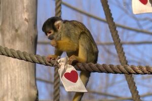 Macacos-esquilo do zoo de Londres celebram Dia dos Namorados - sábado