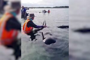 Voluntários prestam auxílio a baleias encalhadas na Nova Zelândia