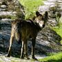Caça ao lobo ibérico proibida também em toda a Espanha