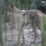 O lobo ibérico em Espanha