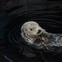 Tubarões, lontras e pinguins do Oceanário em direto online