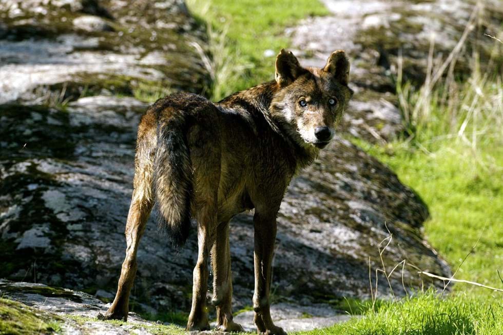 Prohibida la caza del lobo ibérico en España – Vida